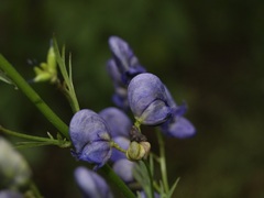 Aconitum