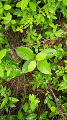 Viburnum cassinoides image