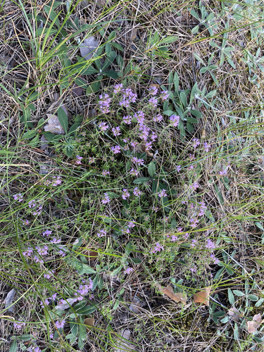 Serpolet (Thymus serpyllum) — photo 2