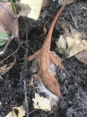 Anolis sagrei
