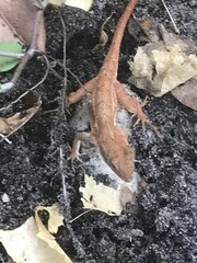 Anolis sagrei