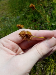 Carex tincta