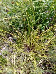 Carex tincta
