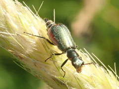 Cordylepherus viridis
