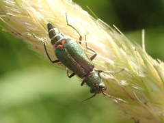 Cordylepherus viridis