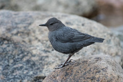 Cinclus mexicanus unicolor