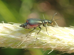 Cordylepherus viridis