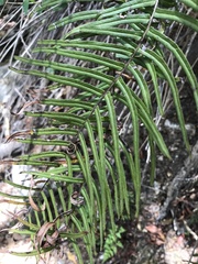 Pteris longifolia