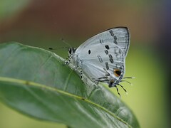 Hypolycaena kina