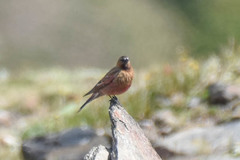Leucosticte australis