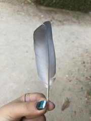 Columba livia domestica