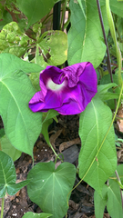 Ipomoea orizabensis