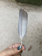 Columba livia domestica