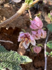 Thomasia microphylla