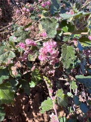 Thomasia microphylla