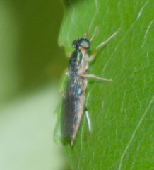 Merosargus caeruleifrons