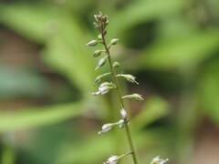 Lysimachia decurrens
