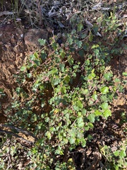 Thomasia microphylla