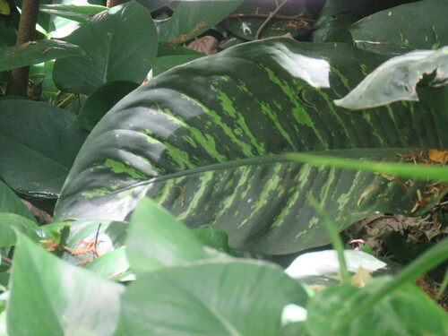 Dieffenbachia seguine observed 2022-06-14