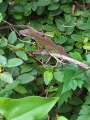 Anolis carolinensis