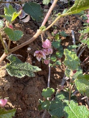 Thomasia microphylla