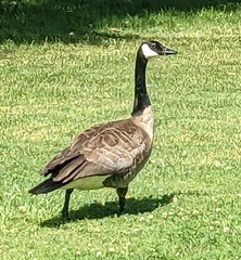 Branta canadensis