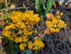 Banisteriopsis anisandra