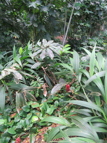 Costus comosus