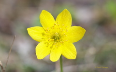 Anemonastrum richardsonii