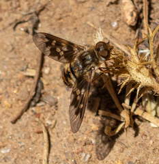 Thyridanthrax nugator