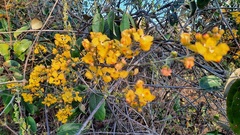 Banisteriopsis anisandra