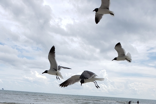 Laughing Gull photographed in Alabama