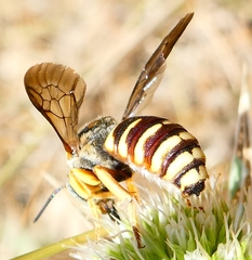 Icteranthidium grohmanni