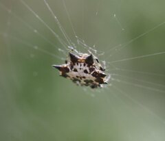 Gasteracantha kuhli