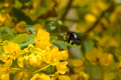Xylocopa tabaniformis