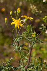 Senecio gallicus