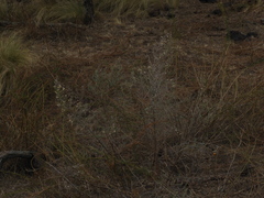 Baccharis artemisioides