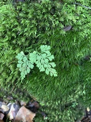Asplenium dareoides