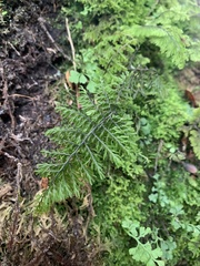 Hymenophyllum dentatum