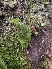 Hymenophyllum dentatum