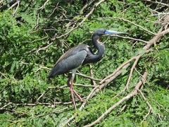 Egretta tricolor