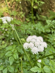 Angelica genuflexa