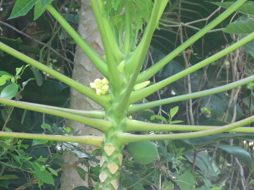 Carica papaya - Whole tree