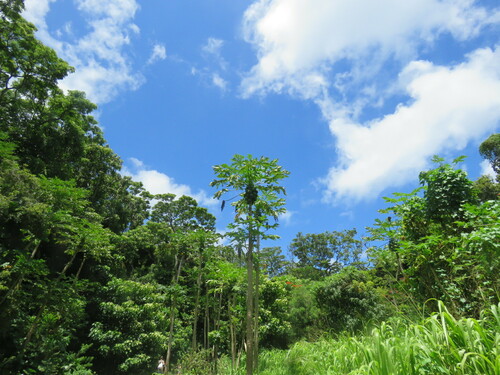 Carica papaya - Leaves