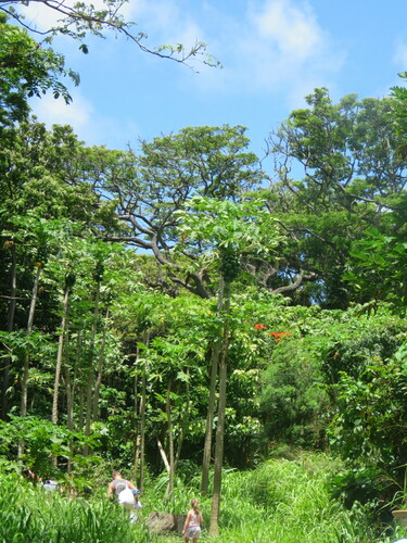 Carica papaya - Whole tree