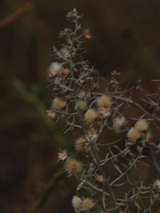 Baccharis artemisioides