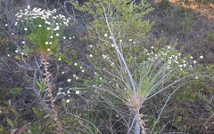 Paepalanthus chiquitensis