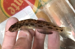 Lepidogobius lepidus