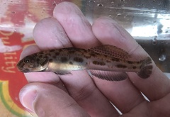 Lepidogobius lepidus