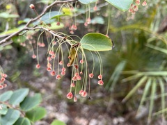 Phyllanthus caymanensis